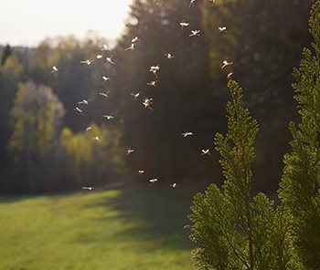 Service de lutte contre les moustiques de l’homme de weed